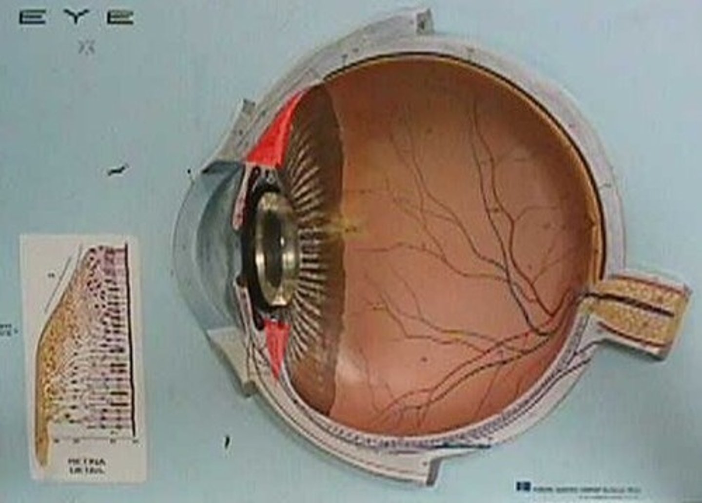 <p>Structure surrounding the lens that connects the choroid and iris. It contains ciliary muscles, which control the shape of the lens, and it secretes aqueous humor.</p>