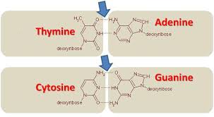 <p>three hydrogen </p>