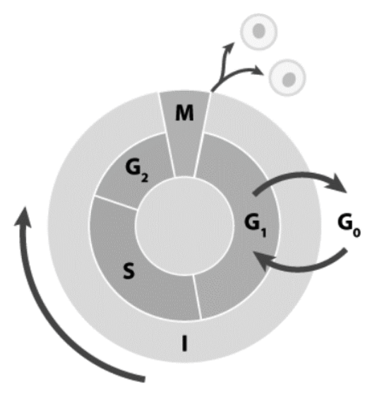 <p>w której fazie cyklu komórkowego zanika otoczka jądrowa i podaj przyczynę</p>