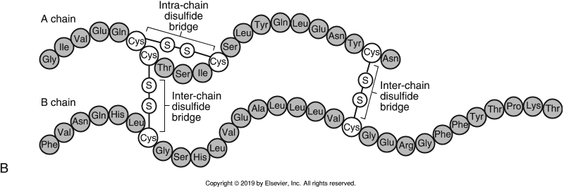 <ul><li><p>made up of 2 polypeptides attached via 2 disulfide bridges</p></li><li><p>alpha chain has 21 AAs and beta chain has 30 AA’s </p></li></ul><p></p>