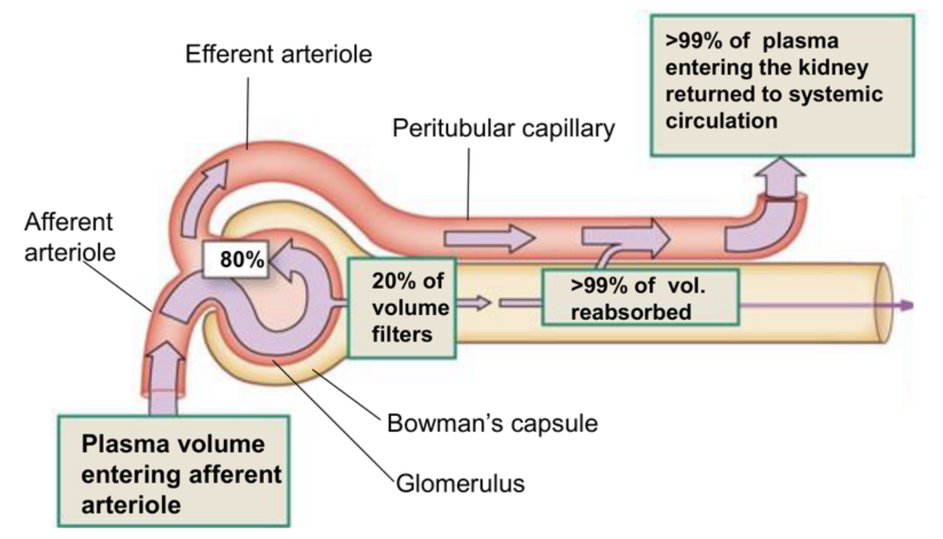 <p>20% - plasma volume entering afferent arteriole is filtered to Bowman’s capsule</p><p>80% - plasma volume exits efferent arteriole (not filtered)</p><p>>99% - filtered volume reabsorbed into peritubular capillaries</p><p><1% - filtered volume is excreted</p>