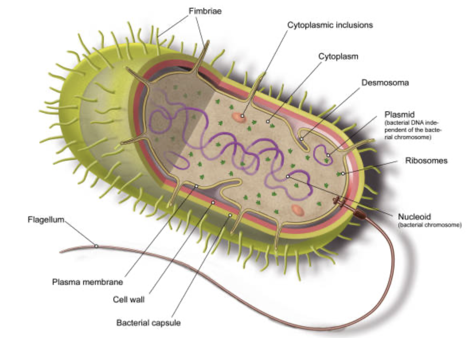 <p>Nella cellula batterica materiale cromosomico è immerso direttamente nel citoplasma, senza membrana nucleare, questo lo chiamiamo Nucleoide:</p><ul><li><p>Il nucleoide può essere considerato l’equivalente di un cromosoma, detto infatti cromosoma batterico o cromonema</p><ul><li><p>Spesso un batterio può presentare più di una copia del cromosoma, ciò è dovuto alla mancanza di simultaneità tra la replicazione del materiale cromosomico e la divisione cellulare (nei batteri replicazione e divisione cellulare non sono sincrone, se la cellula inizia una nuova replicazione prima di dividersi, possono esserci più copie del cromosoma nella stessa cellula, questo è tipico in batteri a crescita rapida come l'Escherichia Coli)</p></li></ul></li><li><p>Il DNA batterico appare come unico lungo filamento senza estremi liberi, quindi è circolare (ad eccetto di alcune Spirochete che hanno genoma lineare)</p></li><li><p>A differenza del DNA eucariotico, quello batterico non è legato agli istoni, ma complessato a proteine acidiche dalle quali può dissociarsi facilmente</p></li><li><p>Il cromosoma batterico è collegato alla membrana plasmatica in punti specifici</p></li><li><p>Oltre al cromosoma abbiamo molecole di DNA circolare più piccole chiamate Plasmidi, che hanno autonomia replicativi e possono condizionare gli aspetti fenotipici del batterio</p></li></ul><p></p>