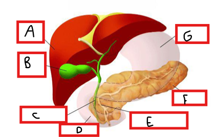 <p>Compléter ce schéma</p>