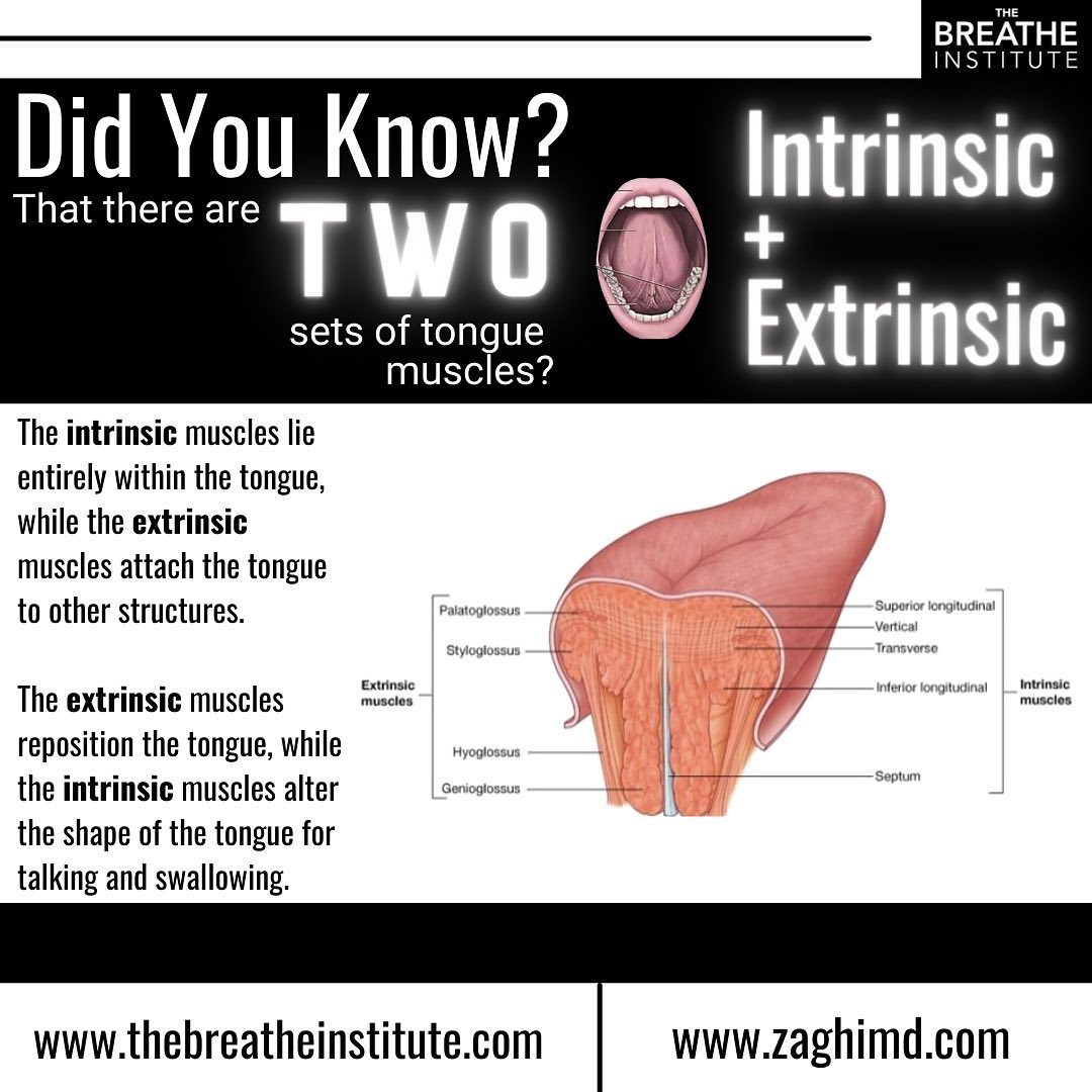 <p>The tongue contains what type of skeletal muscle</p>