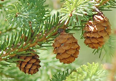 <p>Black spruce (zesegaandag)</p>