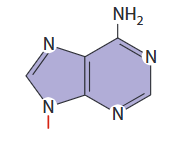 <p>A nitrogenous base that is a purine and bonds with thymine <strong>or</strong> uracil</p>