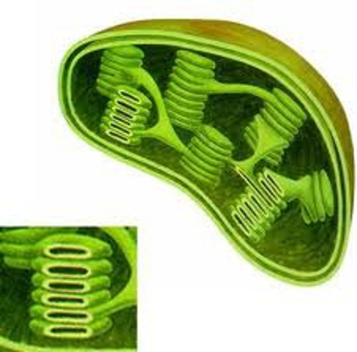 <p>Organelles that resulted from 2nd endosymbiosis</p>