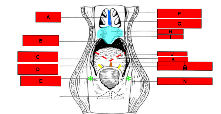 <p>What is indicated by H?</p>