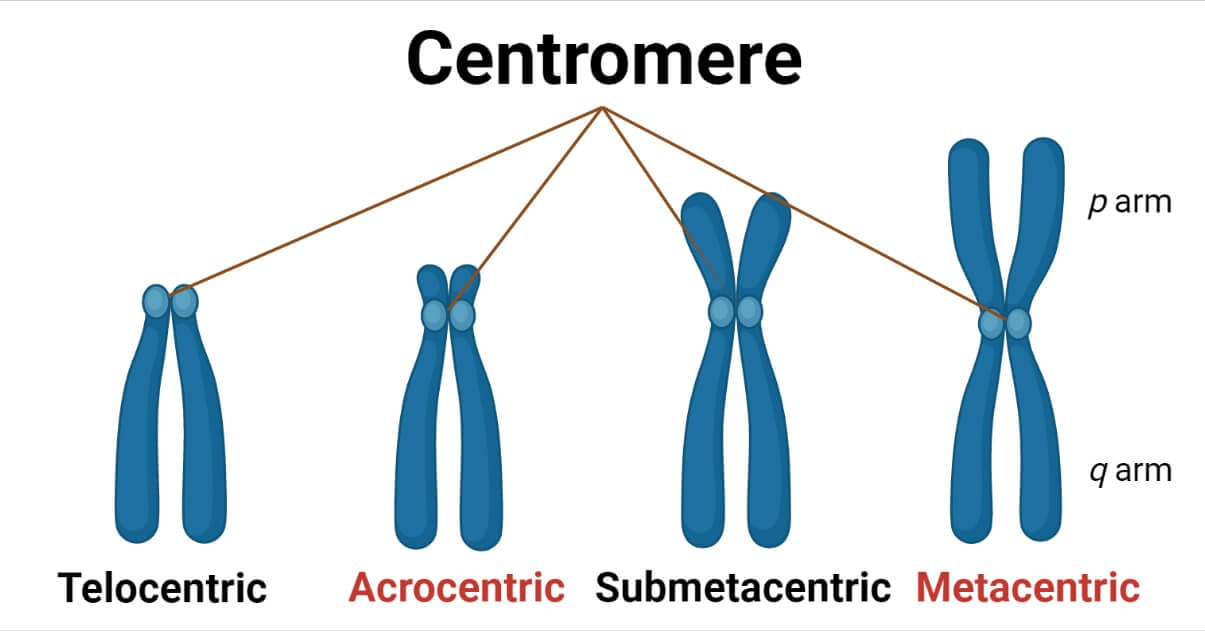 <ul><li><p>Each sister chromatid has a centromere, a region made up of repetitive sequences in the chromosomal DNA where sister chromatids are closely attached.</p></li></ul><ul><li><p>The portion of a chromatid on either side of the centromere is a called an arm. Each chromatid has two.</p></li></ul><p></p>