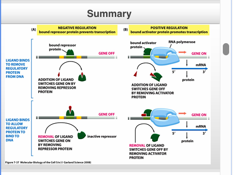 <p>Negative regulation: bound repressor protein prevents transcription</p><ol><li><p>Ligand binds to remove regulatory protein from DNA</p></li><li><p>Ligand binds to allow regulatory protein to bind to DNA</p></li></ol><p></p><p>Positive regulation: bound activator protein promotes transcription</p><ol><li><p>Addition of ligand switches gene off by removing activator protein</p></li><li><p>Removal of ligand switches gene off by removing activator protein. </p></li></ol><p></p><p></p>