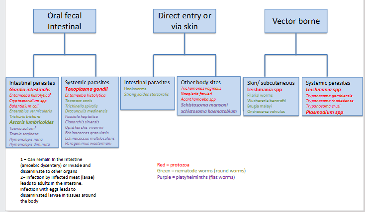<p>Summary of parasites</p>