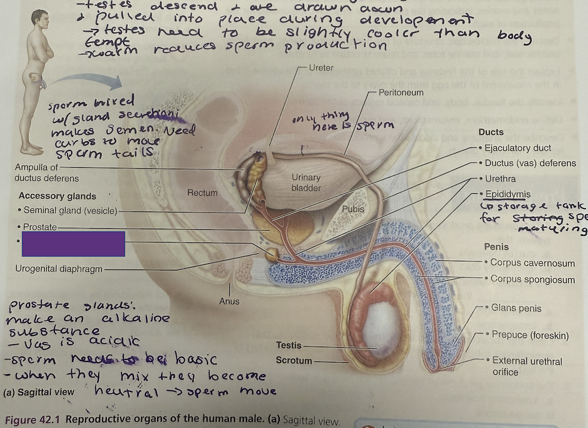 <p>What is this and its function?</p>