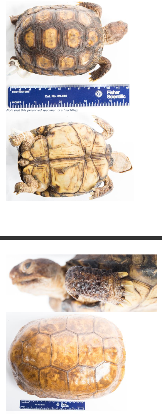 <p>Gopher Tortoise order & suborder</p>