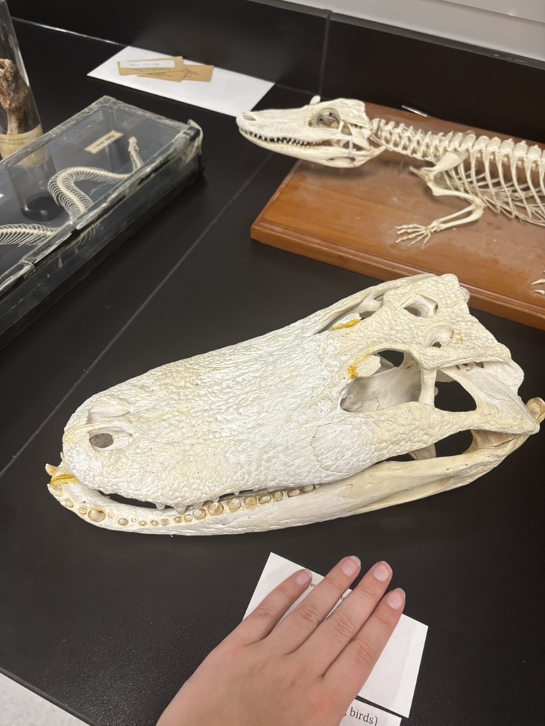 <p>What is this (phylum, subphylum, superclass, class, order, common name)?</p>