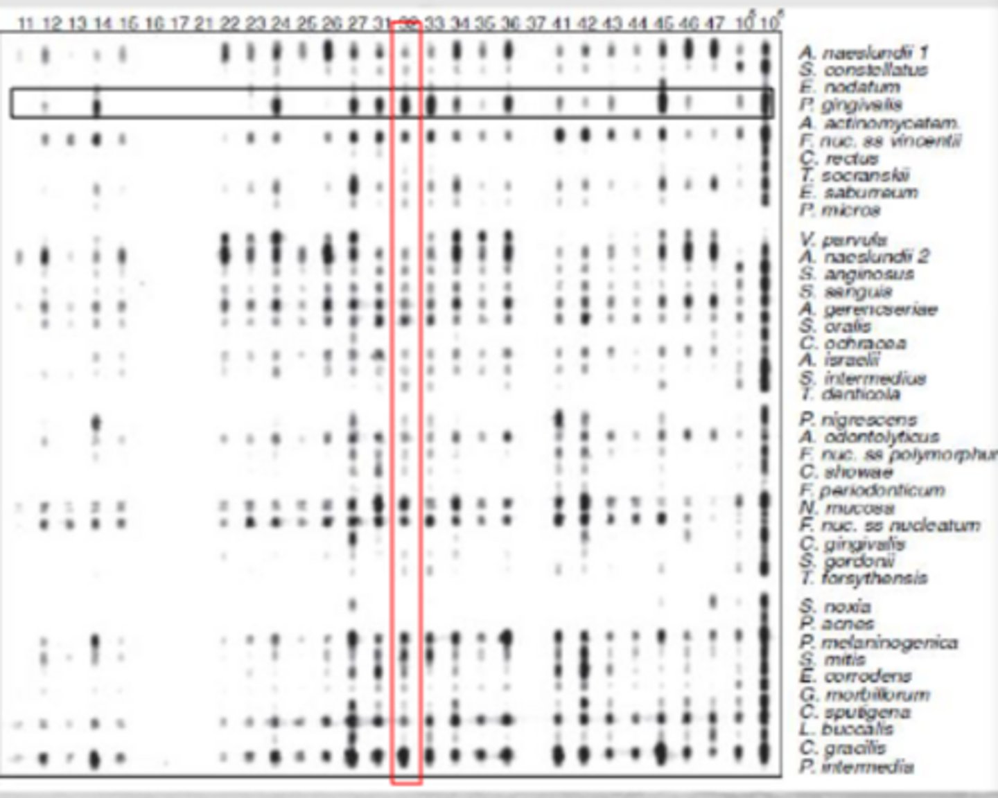 <p>A high throughput version of dot blot used for analysis of dental samples: Detection and semi-quantification of up to 40 bacterial species in up to 28 dental samples using whole genomic probes. Instead of using blots, uses "lines"</p>