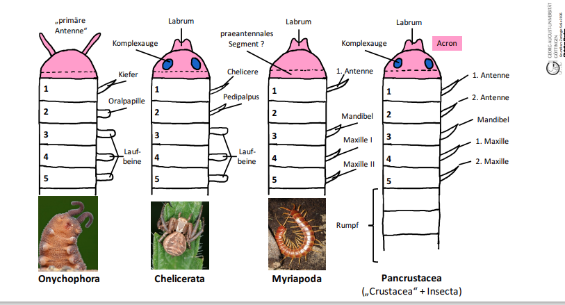 <p>Myriapoda + Insecta</p>