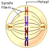 <p>move chromosomes to opposite sides of cells during cell division</p><ul><li><p>made up of microtubules</p></li></ul><p></p>