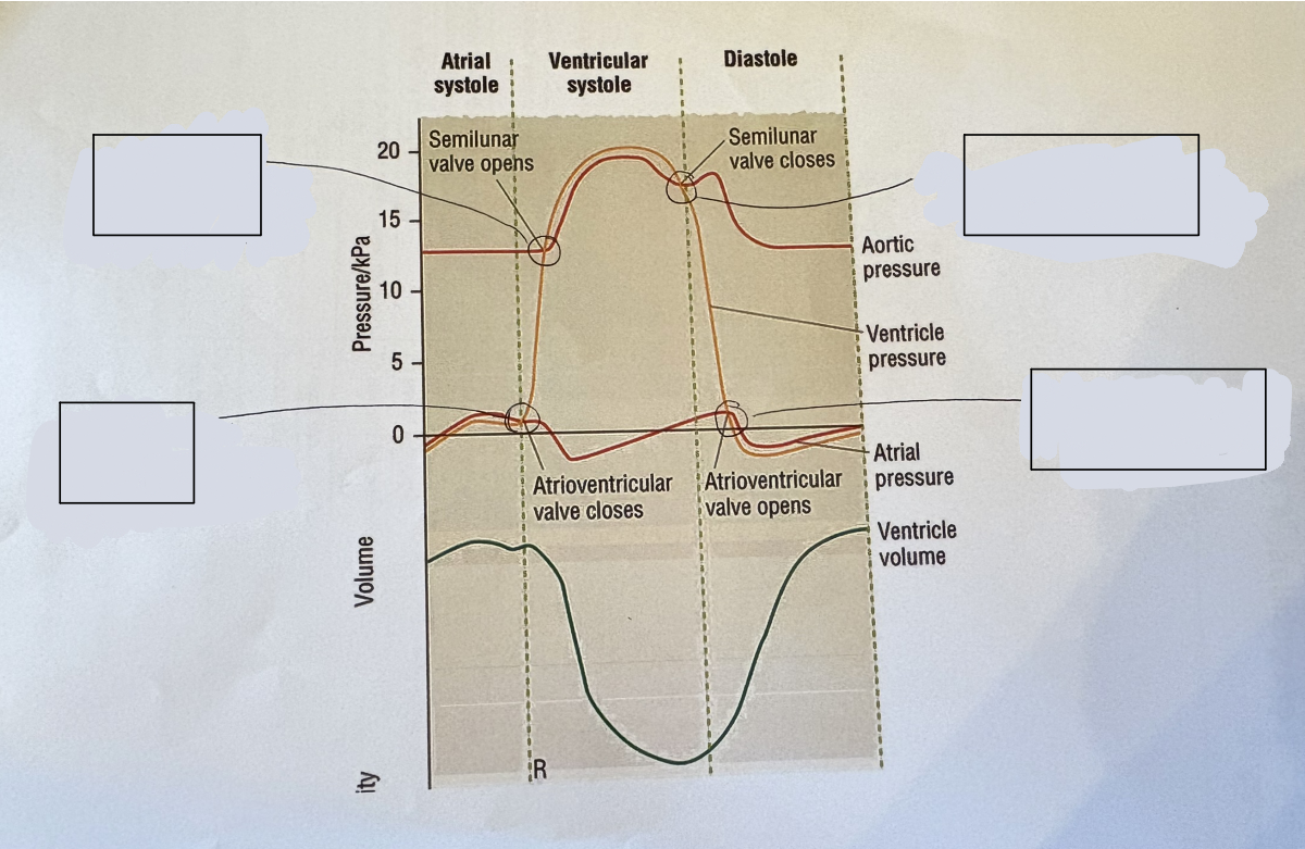 <p>what should go in the gaps to describe the graph?</p>