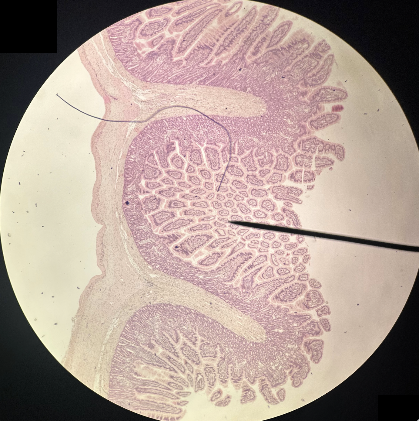 <p>Identify organ</p>