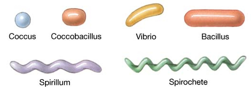 <p>Kocker (runda)<br>Stavar (baciller)<br>Vibrio (böjda stavar)<br>Spiriller och spirocheter (spiralformade)<br>Fusiforma stavar (trådliknande)<br>Bakterier kan organisera sig i par (diplokocker), kedjor (streptokocker) eller klasar (stafylokocker)</p>