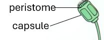 <p>What is the peristome?</p>