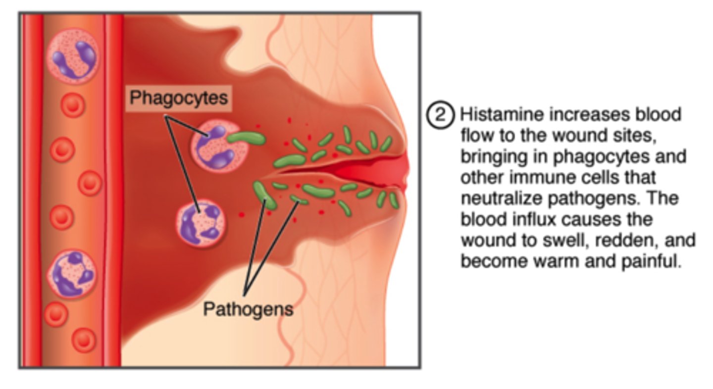 <p>phagocytes</p>