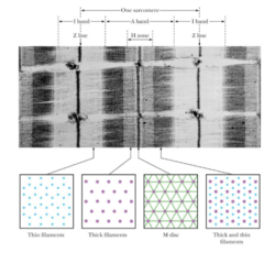 <p>region containing only actin filaments</p>