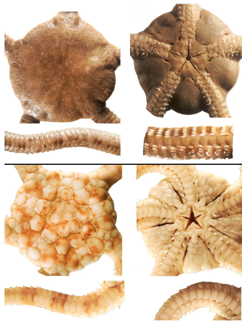 <p>class</p><p>what is the left and right side showing</p>