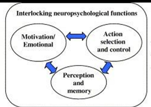 <p>Motivation/Emotional ā Action selection and control ā perception and memory ā repeat</p>