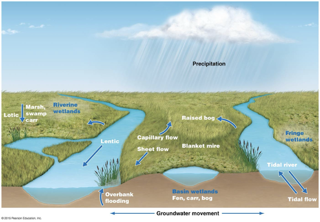 <p>How are wetlands different from lotic ecosystems</p>