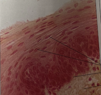 <p>What kind of tissue is this</p>