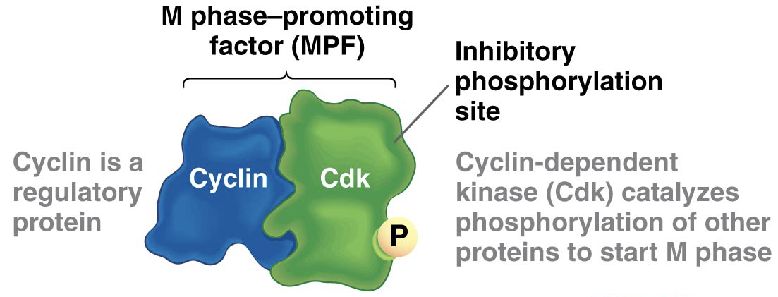 <p>•MPF: Mitosis Regulating Factor, “start mitosis” signal, so it plays a role in controlling when mitosis starts. If it is mutated, then mitosis would always start. </p><p>•Consists of 2 parts: 1.<strong> cyclin</strong> 2. <strong>cyclin dependent kinase </strong></p><p>•Cyclin is most active at the start of mitosis “peak”, then falls right after at G1. </p><p>•CDK level does not change. </p><p></p><p><strong>Cyclin: </strong>Regulatory protein, concentration fluctuates </p><p><strong>CDK: </strong>Only active when bound to cyclin. Catalyzes phosphorylates of other proteins to start M phase </p>