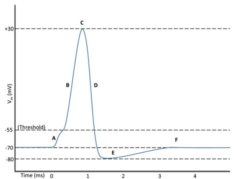 <p>At point A what is happening </p>