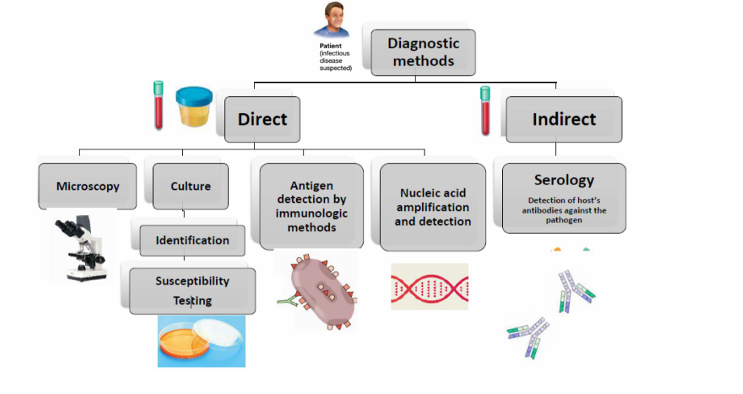 <p>Los métodos directos detectan los microorganismos de manera directa y en los métodos indirectos no detectamos el microorganismo, sino que detectamos los anticuerpos que nosotros hemos generado frente al microorganismo.</p>