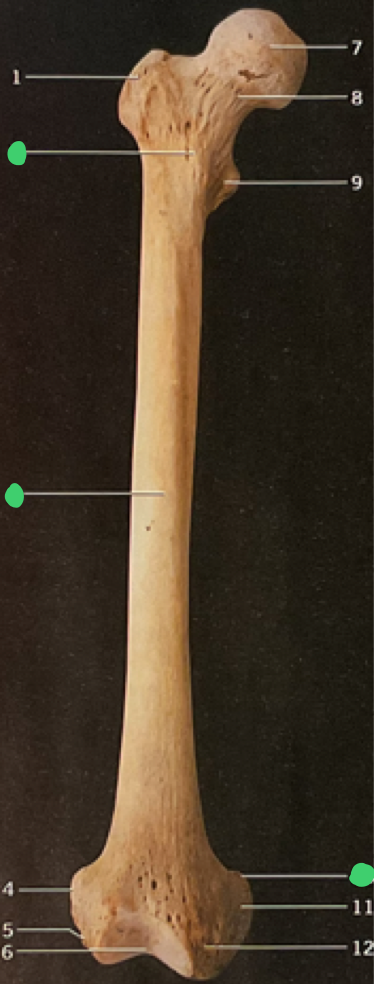 <p>12</p>