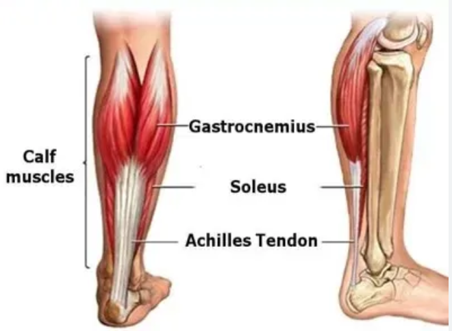 <p>under gastrocnemius </p>