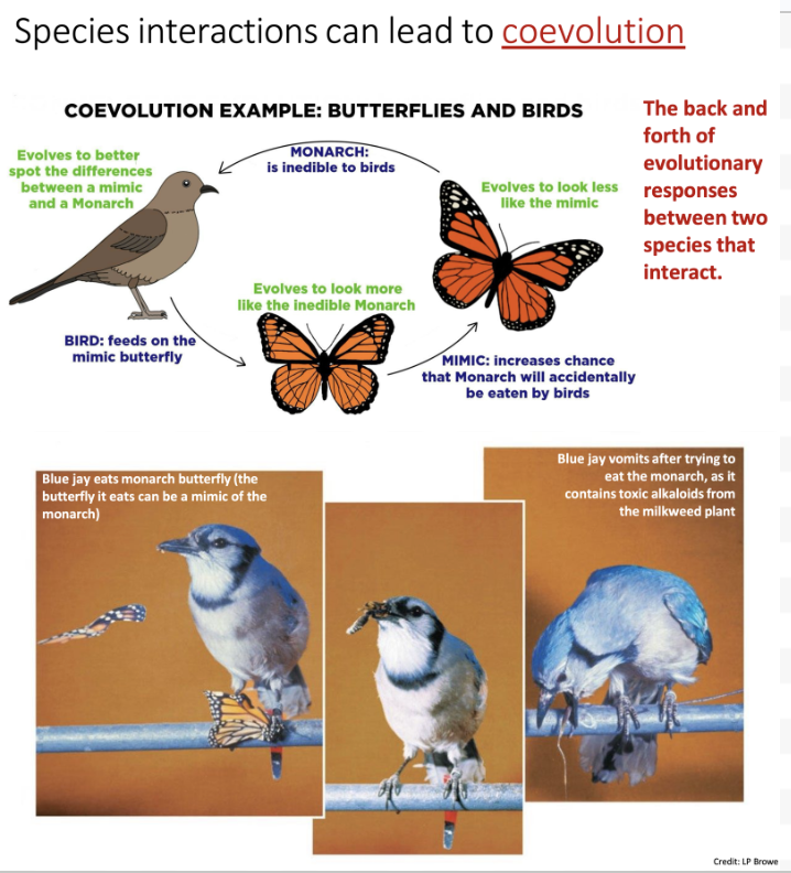 <ul><li><p>Species interactions can lead to coevolution</p><ul><li><p>EX: Butterflies and birds</p></li></ul></li></ul><ol><li><p> A predator (bird) preys on edible butterflies, driving selection for the butterfly to visually appear as the inedible species (Monarch)</p></li><li><p>The edible mimic butterfly evolves to look like the inedible monarch, avoiding predation. </p></li><li><p>This mimicry results in the bird accidentally eating more inedible monarchs, driving selection for monarchs to look less like the mimic</p></li><li><p>The bird must continue to evolve better visual analyses to distinguish between the changing mimic and monarch. </p></li></ol><ul><li><p><strong>This cycle occurs continuously!</strong></p></li></ul><p></p>