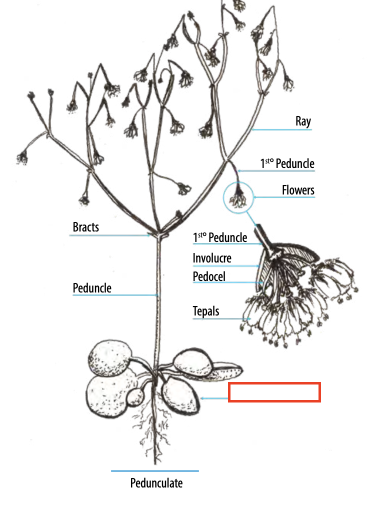 <ul><li><p>dense cluster of leaves at the base of a plant</p></li></ul><p></p>