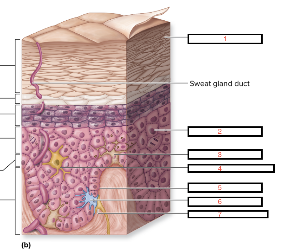 <p>Identify 4</p>