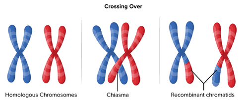 <ul><li><p>Crossing over occurs between homologs at <strong><u>chiasmata</u></strong> —> sections of DNA are exchanged which increases </p></li><li><p>Crossing over can occur at any point along the length of the homologous chromosomes </p></li><li><p>Genetic diversity —> genetic recombination: rearrangement of DNA sequences by breaking and rejoining chromosomes segments </p></li></ul><p></p>