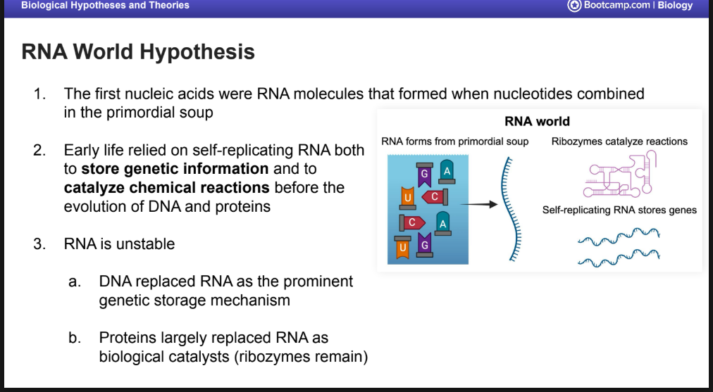 <p>1. The first nucleic acids were RNA molecules that formed when nucleotides combined in the primordial soup</p><ol start="2"><li><p>Early life relied on self-replicating RNA both to <strong>store genetic information </strong>and to <strong>catalyze chemical reactions before the evolution of DNA and proteins</strong></p></li><li><p>RNA is unstable</p></li></ol><p>a. DNA replaced RNA as the prominent genetic storage mechanism</p><p>b. Proteins largely replaced RNA as biological catalysts (ribozymes remain)</p>