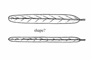<p>A long and narrow leaf shape with sides that are nearly parallel.</p>