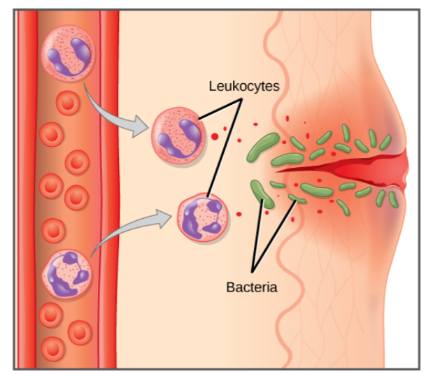 <p>Second Line of Defence - <span><strong>Pathogen has entered the tissues and/or bloodstream.</strong></span></p><p><br>E.g. You fall and graze your knee, the intact skin has been broken and a bacteria has travelled into your surrounding tissues.</p><p><br>How will you know you have an infection?</p>