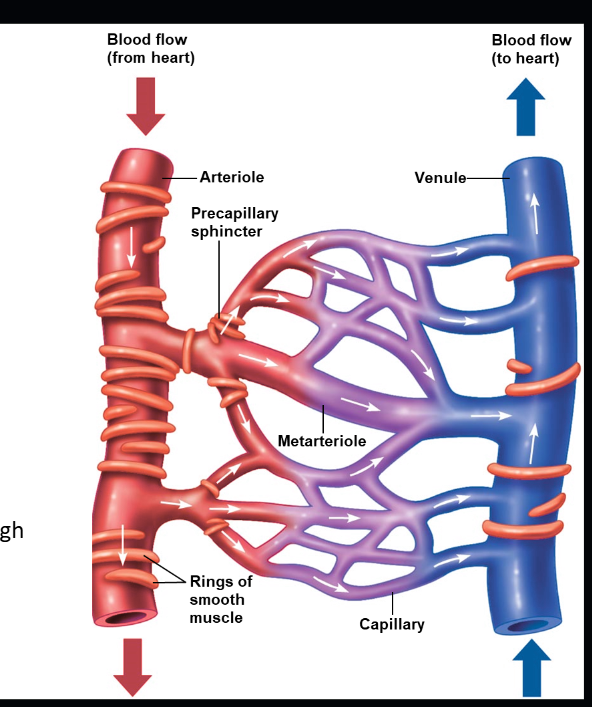 <p>What are metarterioles, structurally and functionally?<br></p>
