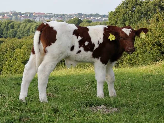 <p>continental breed </p>
