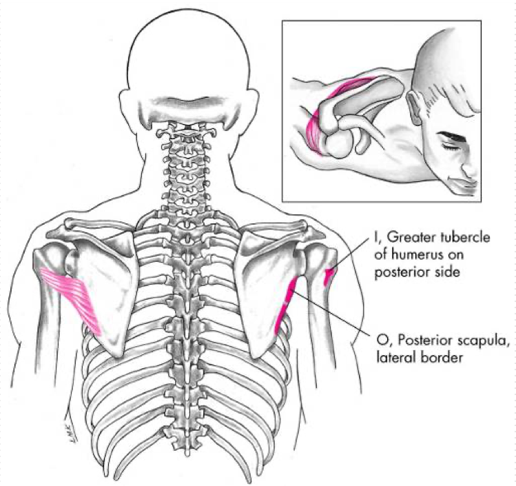 <p>External Rotation </p><p>Adduction </p><p>Extension </p><p>Stabilization of humeral head in the glenoid fossa</p><p>O - Upper 2/3 of lateral border of scapula</p><p>I - Greater tubercle of humerus </p>