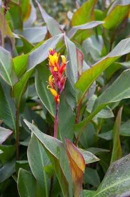 <p>Canna indica cv.</p><p>Indian shot</p><p><span>An erect perennial to around 2m tall with ovate, dark green leaves often flushed bronze. Racemes of small red or dark orange flowers with some yellow on the lip are borne from midsummer into early autumn</span></p>
