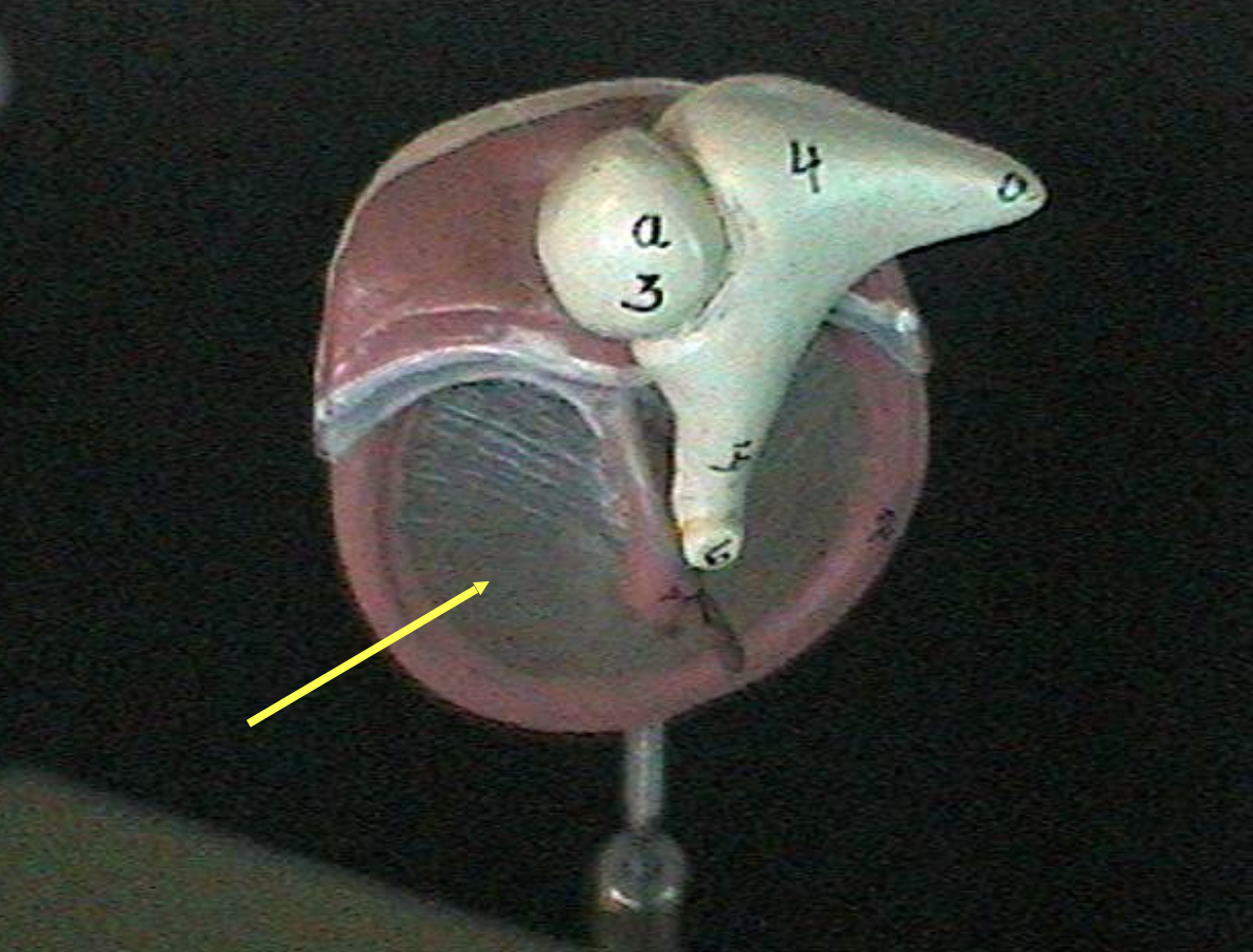 <p>Identify the ear parts. </p>