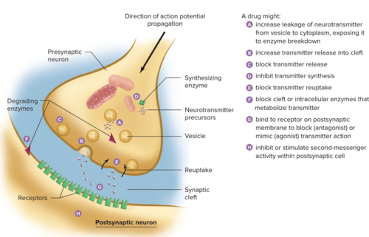 <p>•increase leakage of neurotransmitter from vesicle to cytoplasm, exposing it to enzyme breakdown.</p><p>( ACETYKCHOLINESTERASE AchE = ACITIC ACID+CHOLINE)</p><p>•increase transmitter release into cleft.</p><p>•block transmitter release.</p><p>•inhibit transmitter synthesis.</p><p>•block transmitter reuptake.</p><p>•block cleft or intracellular enzymes that metabolize transmitter.</p><p>•bind to receptor on postsynaptic membrane to block (antagonist) or mimic (agonist) transmitter action.</p><p>•inhibit or stimulate second-messenger activity within postsynaptic cell.</p>