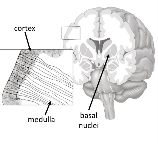 <p>From Superficial to Deep</p><ol><li><p><strong>Cerebral Cortex</strong>: gray matter; cell bodies, dendrites; processes information</p></li><li><p><strong>Cerebral Medulla</strong>: white matter; myelinated axons; transmits signals</p></li><li><p><strong>Basal Nuclei</strong>: Control voluntary movements and motor planning</p></li></ol><p></p>